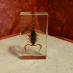 Insecte sous résine Scorpion (noir et doré)