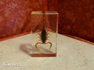 Insecte sous résine Scorpion (noir et doré)