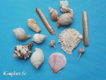 Lot de petits coquillages