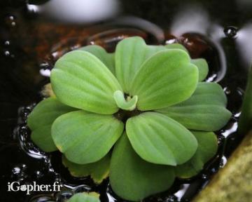 Laitues D'eau (Pistia Stratiotes)