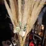 Bouquet de 8 Pampas pour déco bohème