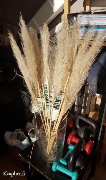Bouquet de 8 Pampas pour déco bohème